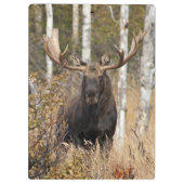 Beeindruckende Bull Moose Klemmbrett (Rückseite)