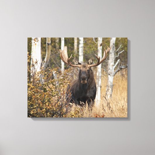 Beeindruckende Bull Moose Leinwanddruck (Vorderseite)