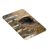 Beeindruckende Bull Moose Magnet (Rechte Seite)