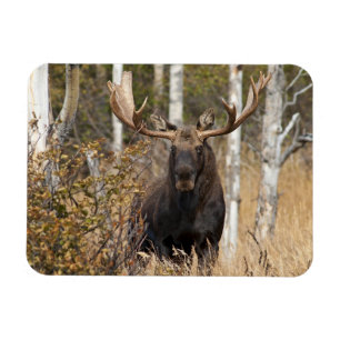 Beeindruckende Bull Moose Magnet