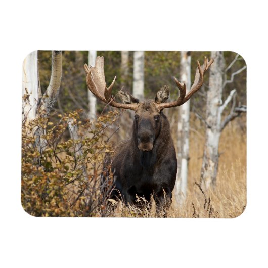 Beeindruckende Bull Moose Magnet (Horizontal)