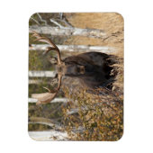 Beeindruckende Bull Moose Magnet (Vertikal)