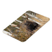 Beeindruckende Bull Moose Magnet (Linke Seite)