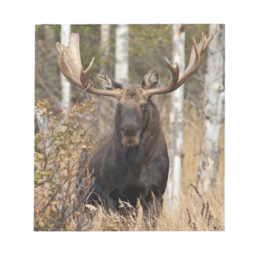 Beeindruckende Bull Moose Notizblock (Vorderseite)