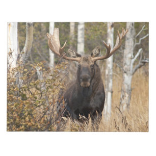 Beeindruckende Bull Moose Notizblock