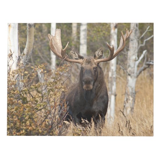 Beeindruckende Bull Moose Notizblock (Vorderseite)