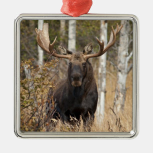Beeindruckende Bull Moose Ornament Aus Metall