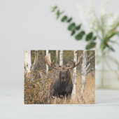 Beeindruckende Bull Moose Postkarte (Stehend Vorderseite)