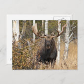 Beeindruckende Bull Moose Postkarte (Vorne/Hinten)