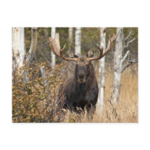 Beeindruckende Bull Moose