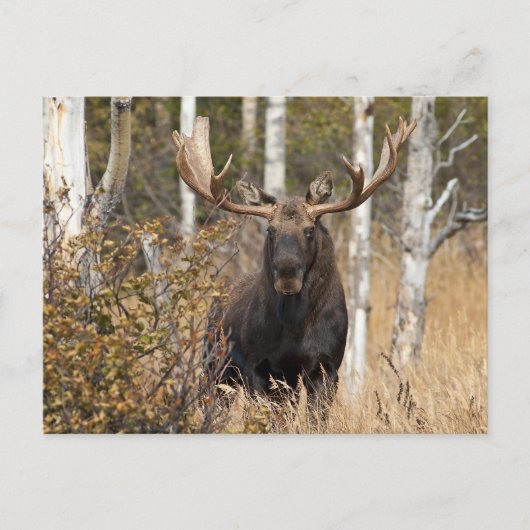 Beeindruckende Bull Moose Postkarte (Vorderseite)