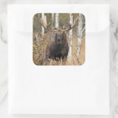 Beeindruckende Bull Moose Quadratischer Aufkleber (Tasche)