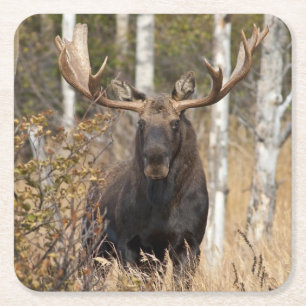 Beeindruckende Bull Moose Rechteckiger Pappuntersetzer