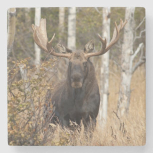 Beeindruckende Bull Moose Steinuntersetzer