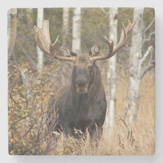 Beeindruckende Bull Moose Steinuntersetzer (Vorderseite)