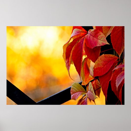 Beeindruckende Rote Blätter im Herbstgarten Poster (Vorne)