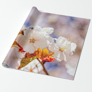Beeindruckende Sakura-Blume an einem sonnigen Tag Geschenkpapier