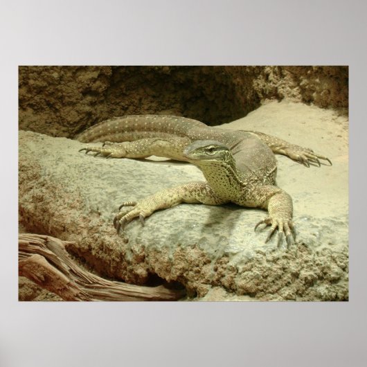 Beeindruckende Sand-Goanna Poster (Vorne)
