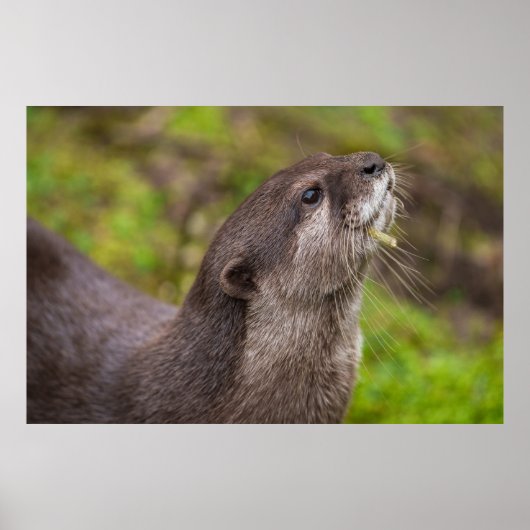 Beenden eines Otter Finds Poster (Vorne)