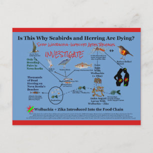 Beenden Sie die Verwendung von Wolbachia und unter Postkarte