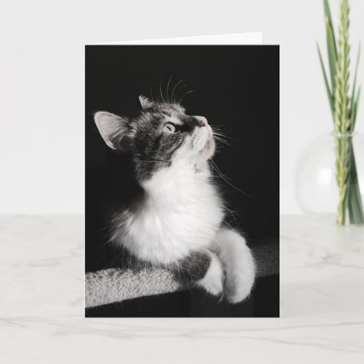 Beendigen Sie nicht, Karte zu träumen (Vorderseite)