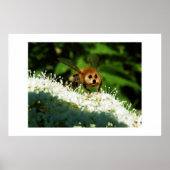 Beeog Poster (Vorne)