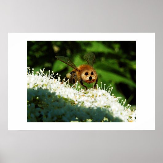 Beeog Poster (Vorne)