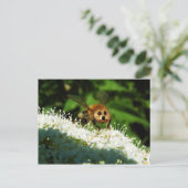 Beeog Postkarte (Stehend Vorderseite)