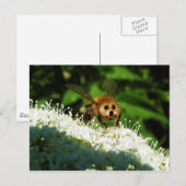 Beeog Postkarte (Vorne/Hinten)