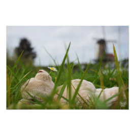 Beer relaxt in natuur met Hollandse molen. Fotodruck