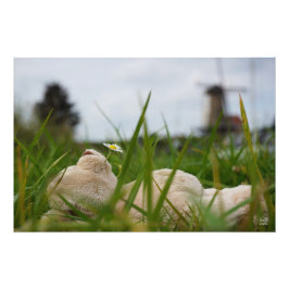 Beer relaxt liggend in het gras met een Hollandse Fotodruck