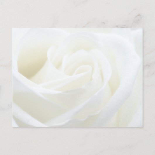 Beerdigung einer Gedächtnisflora-Rose gemeinsam nu Postkarte (Rückseite)