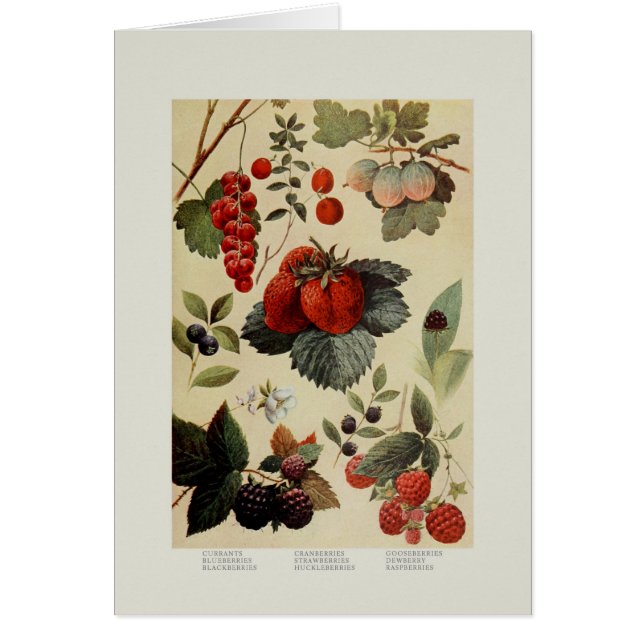 Beeren (Vorne)