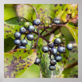 Beeren an einem Zweig Poster