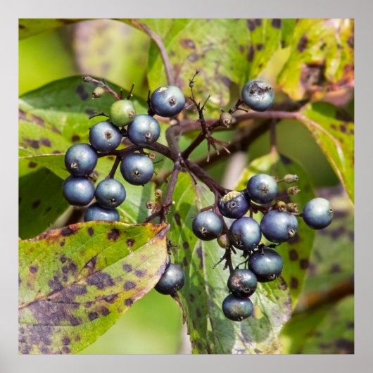 Beeren an einem Zweig Poster (Vorne)
