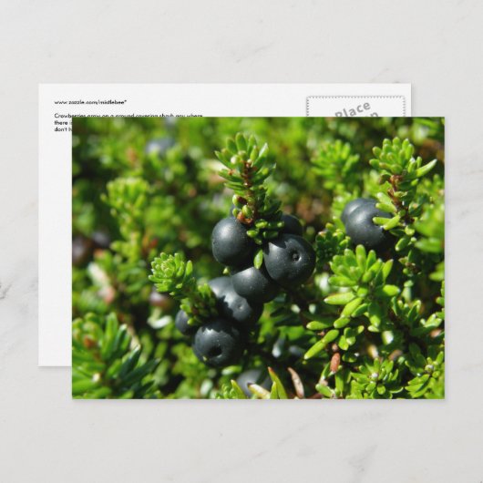 Beeren auf der Insel Unalaska Postkarte (Vorne/Hinten)
