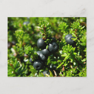 Beeren auf der Insel Unalaska Postkarte