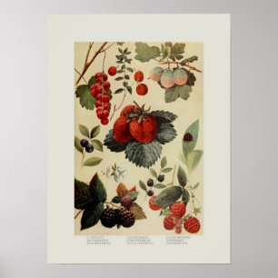 Beeren Poster