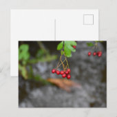 Beeren postkarte (Vorne/Hinten)