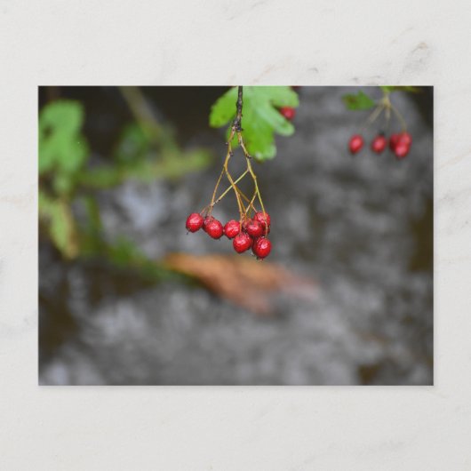 Beeren postkarte (Vorderseite)