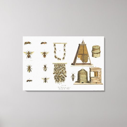 Bees and bee-keeping, from 'The Young Landsman', p Leinwanddruck (Vorderseite)