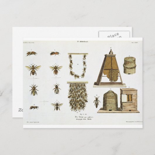 Bees and bee-keeping, from 'The Young Landsman', p Postkarte (Vorne/Hinten)