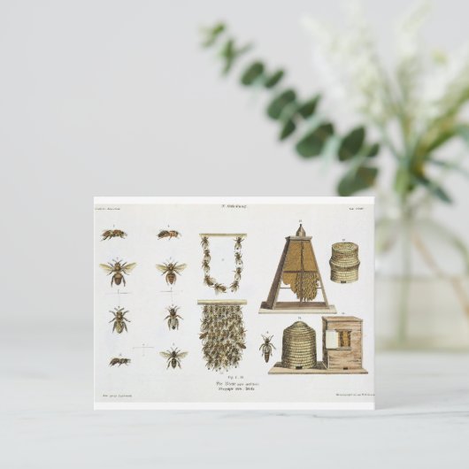 Bees and bee-keeping, from 'The Young Landsman', p Postkarte (Stehend Vorderseite)