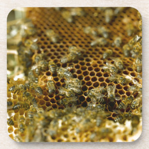 Bees in Hive, Western Cape, South Africa Getränkeuntersetzer