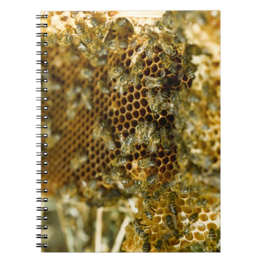 Bees in Hive, Western Cape, South Africa Notizblock (Vorderseite)