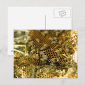 Bees in Hive, Western Cape, South Africa Postkarte (Vorne/Hinten)
