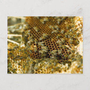 Bees in Hive, Western Cape, South Africa Postkarte