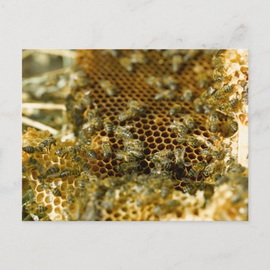 Bees in Hive, Western Cape, South Africa Postkarte (Vorderseite)