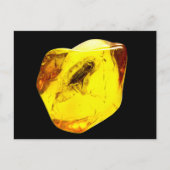 Beetle amber inclusion postkarte (Vorderseite)