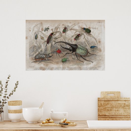 Beetle Antique Lithographic Print Poster (Küche)